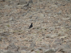 Daptrius albogularis