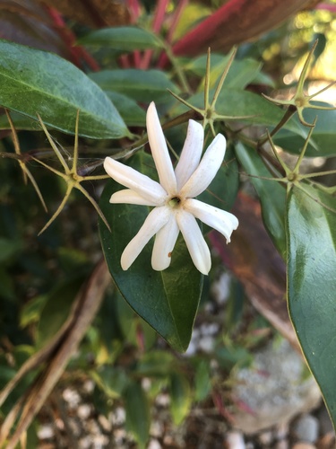 Foto de Jasmim-estrela