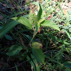 Acalypha arvensis, photograph (c) Stan Shebs, some rights reserved (CC BY-SA)