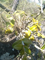 Guarianthe aurantiaca