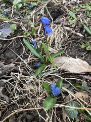 Scilla siberica