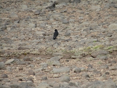 Daptrius albogularis