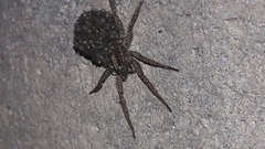 Lycosidae