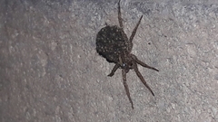 Lycosidae