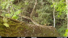 Pseudastur occidentalis