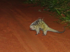 Coendou longicaudatus