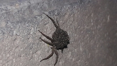 Lycosidae
