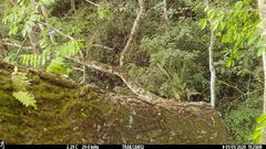 Pseudastur occidentalis