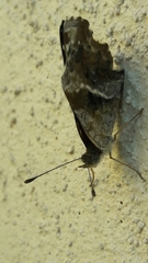 Lepidoptera
