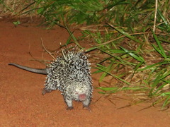 Coendou longicaudatus