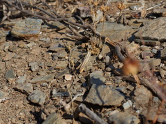 Euchorthippus chopardi