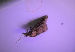 Platynota flavedana