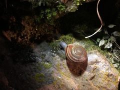 Helminthoglypta benitoensis