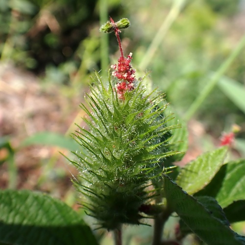 Acalypha arvensis, photograph 5