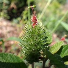 (c) Stan Shebs, some rights reserved (CC BY-SA) Acalypha arvensis, photograph (c) Stan Shebs, some rights reserved (CC BY-SA)
