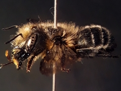Osmia latreillei