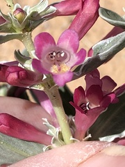 Penstemon albomarginatus