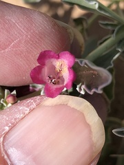 Penstemon albomarginatus