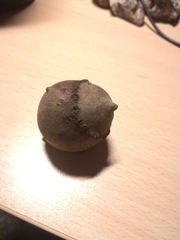 Andricus quercustozae