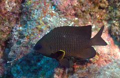 Stegastes leucorus