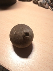 Andricus quercustozae