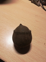 Andricus quercustozae