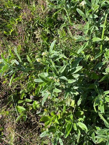 Euploca procumbens observed 2026-04-24