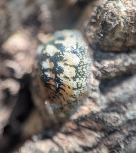 Calico scale photo 5
