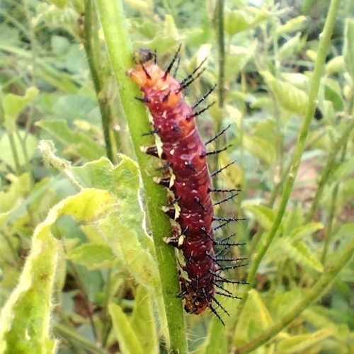 Acraea terpsicore