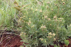 Pearsonia cajanifolia