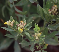 Pearsonia cajanifolia