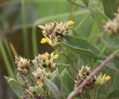 Pearsonia cajanifolia