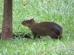 Dasyprocta variegata