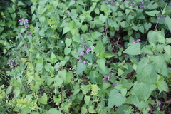 Lamium maculatum