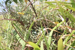 Helichrysum odoratissimum image