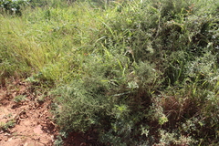 Seriphium cinereum