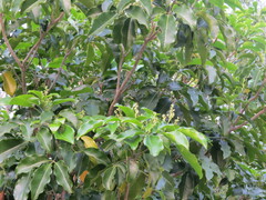 Esenbeckia berlandieri