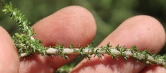 Seriphium cinereum
