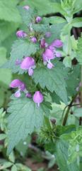 Lamium maculatum