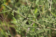 Seriphium cinereum