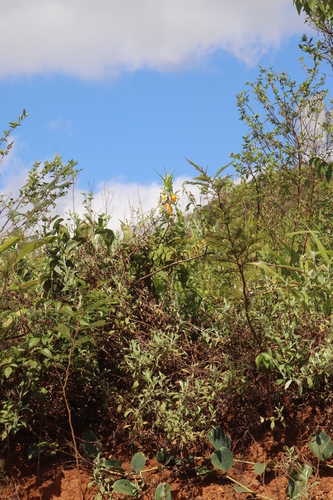 Image of Gloriosa modesta by (c) Tony Rebelo, some rights reserved (CC BY-SA)