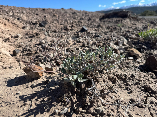 Eriogonum corymbosum var. revealianum