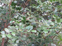 Amyris madrensis