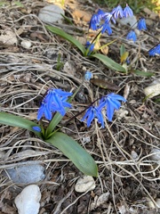 Scilla siberica