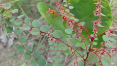 Phyllanthus orbiculatus