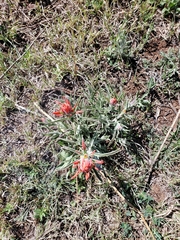 Castilleja lanata