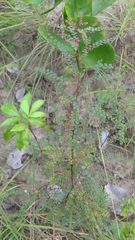 Phyllanthus orbiculatus
