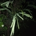 Acacia flava