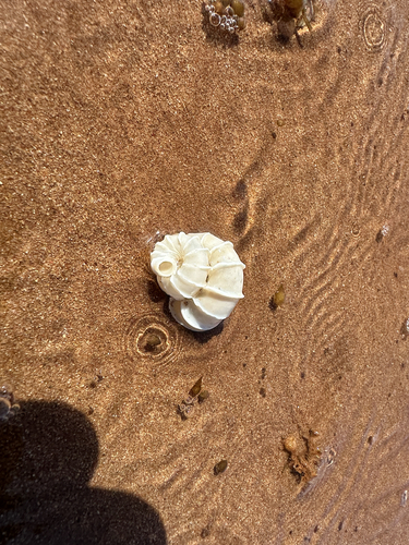 Epitonium scalare, 2026-04-25