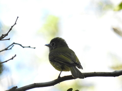 Rhynchocyclus brevirostris